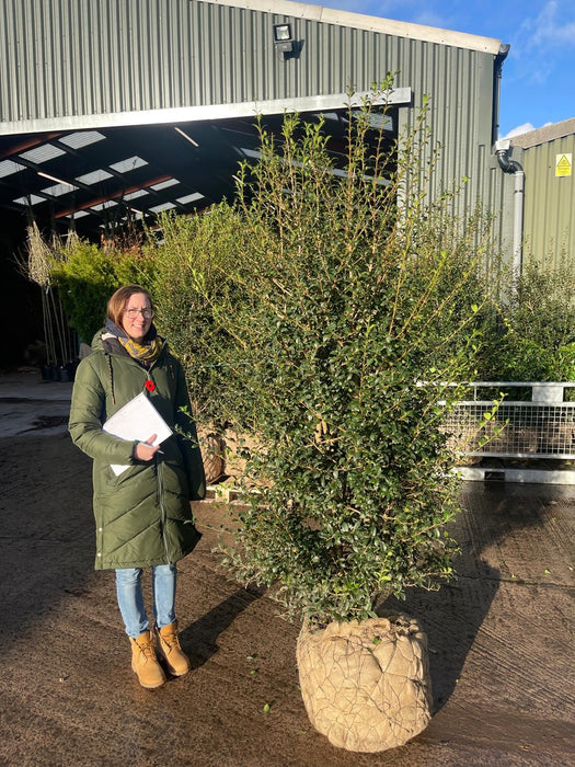 Osmanthus Burkwoodii Solitaire Specimen 190/200cm