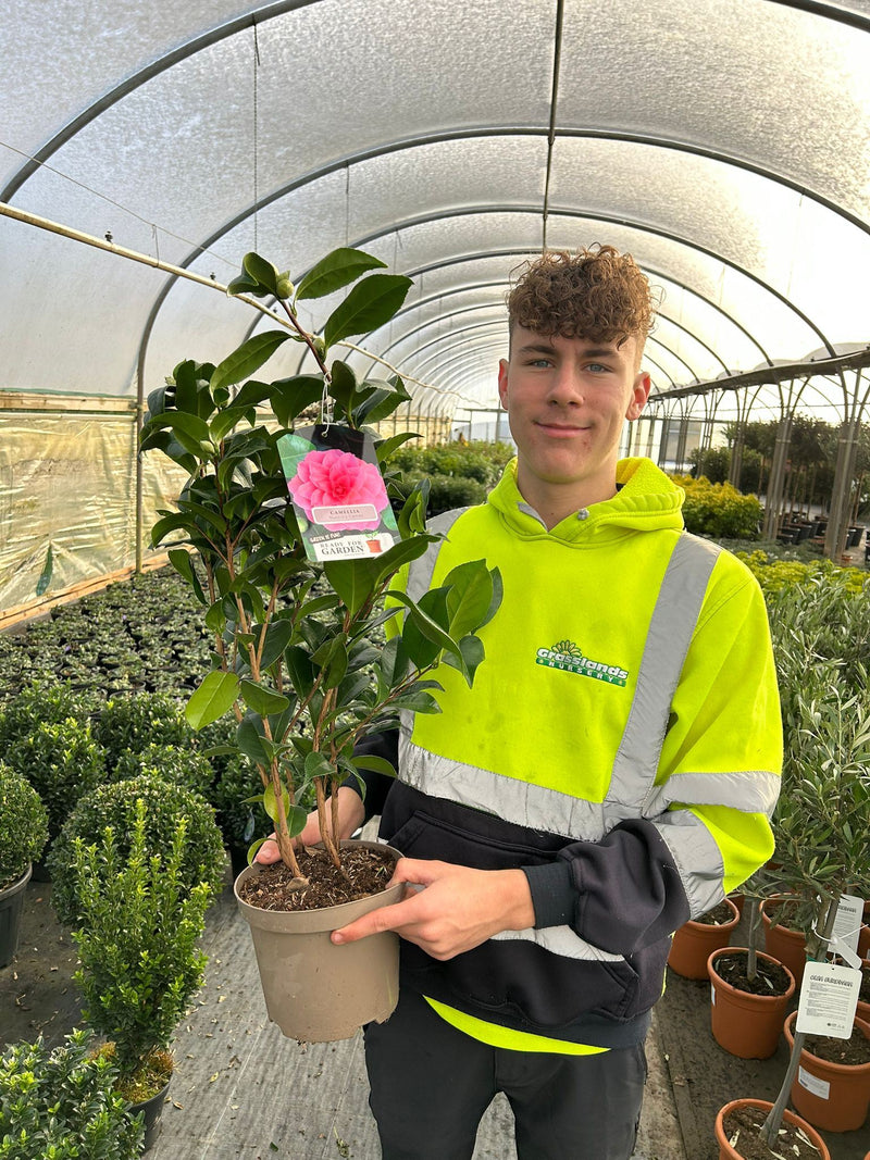 Camellia Japonica Nuccio Cameo 3 Litre Pot