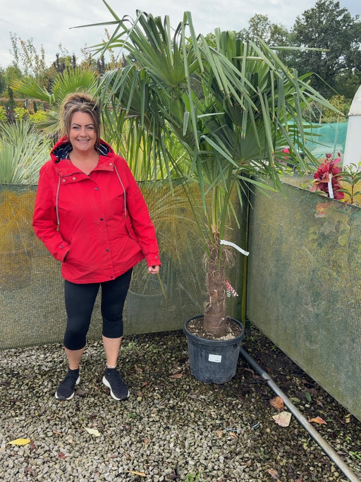 Trachycarpus Fortunei 30 Litre Pot 50/60cm Trunk