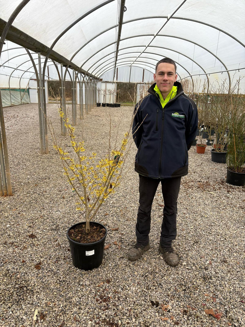 Hamamelis Arnolds Promise 25 Litre Pot