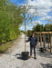 Carpinus B. Pleached 10/12cm G, 180cm St, 120cm T x 150cm W