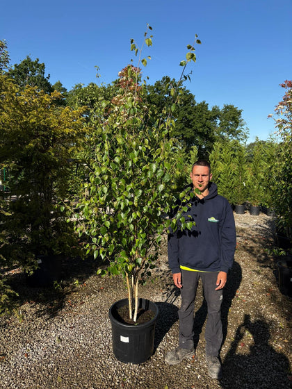Betula Utilis Multi Stem 2/2.5 Metre