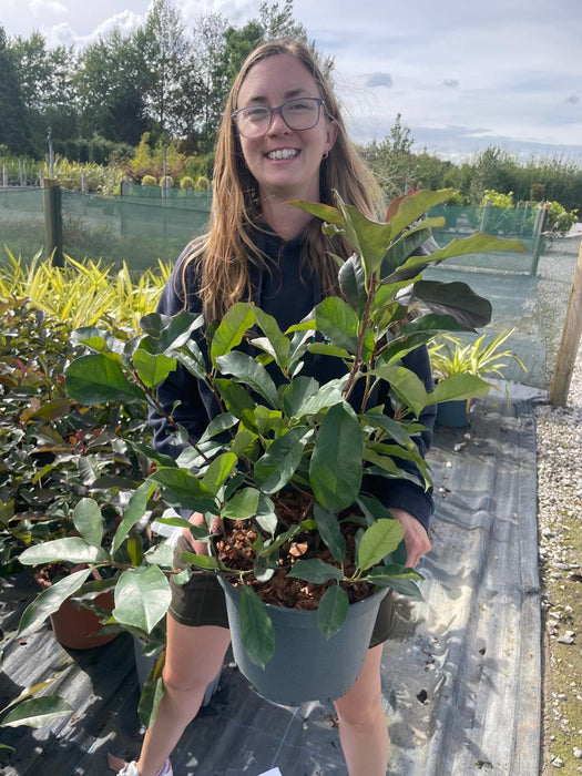Photinia Red Robin 7.5 Litre Pot