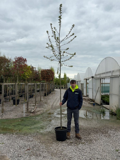 Malus Red Sentinel Heavy Std 8/10cm Girth