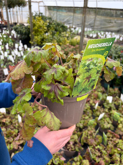 Heucherella Art Nouveau 2 Litre Pot
