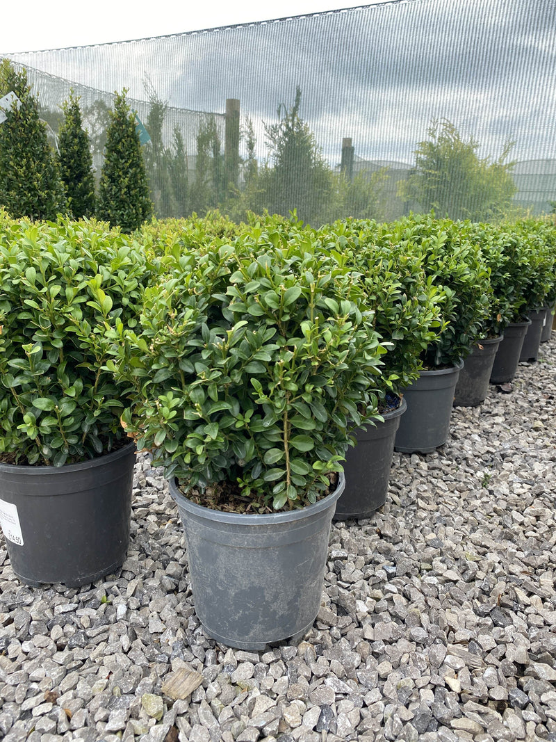 Buxus Ball 20 cm 2 Litre Pot