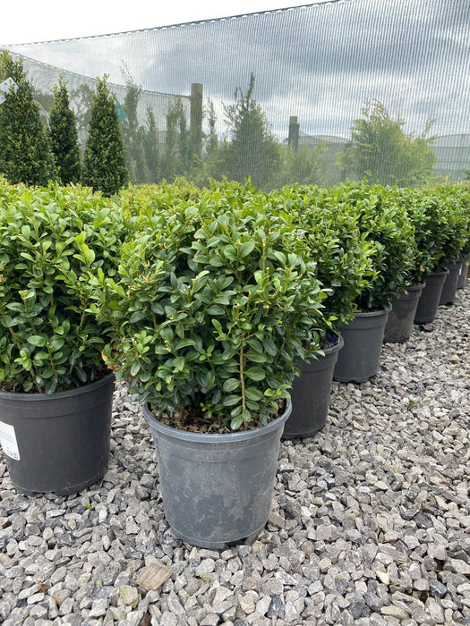 Buxus Ball 20 cm 2 Litre Pot