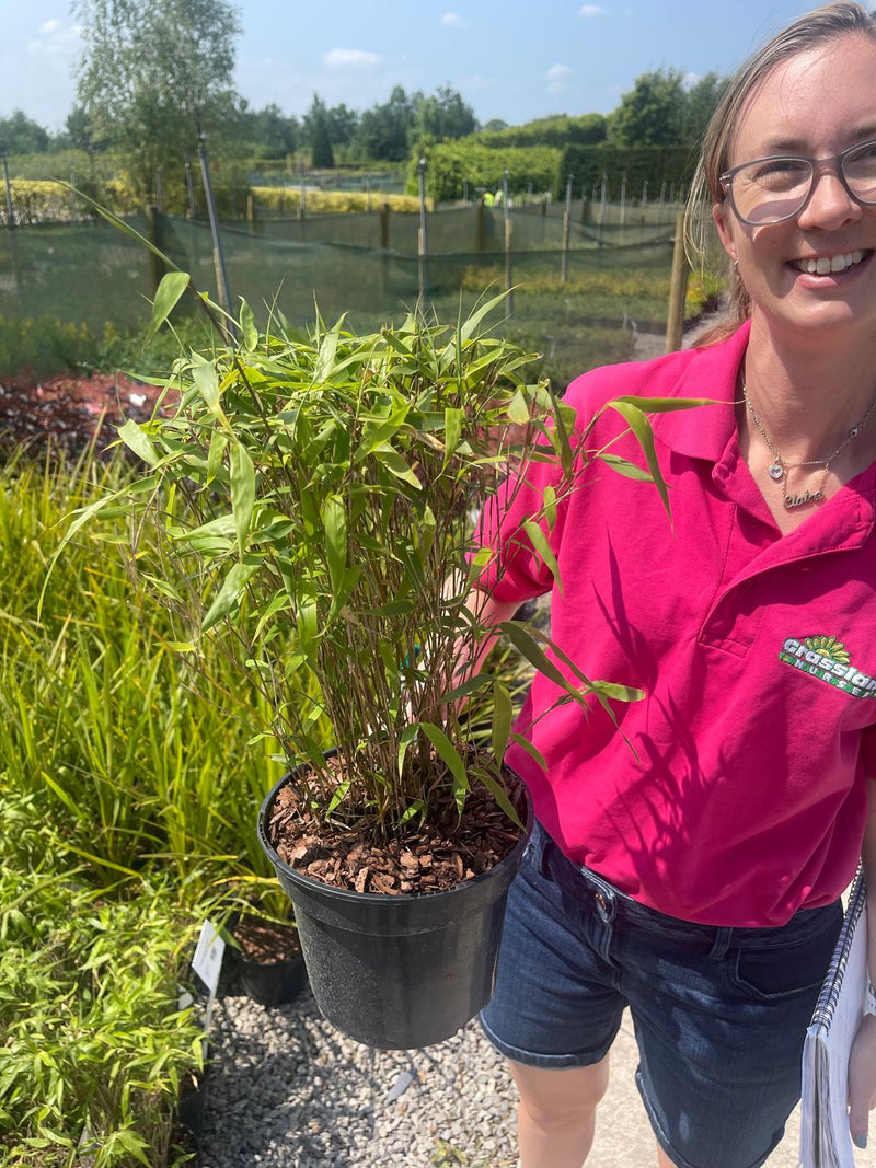 Fargesia Robusta Formidable 5 Litre Pot  Grasslands Nursery