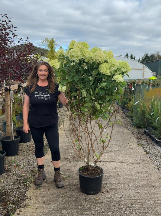 Hydrangea paniculata Skyfall 20 Litre Pot 125/150cm