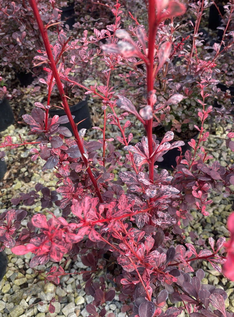 Berberis thunbergii Harlequin 2 Litre Pot