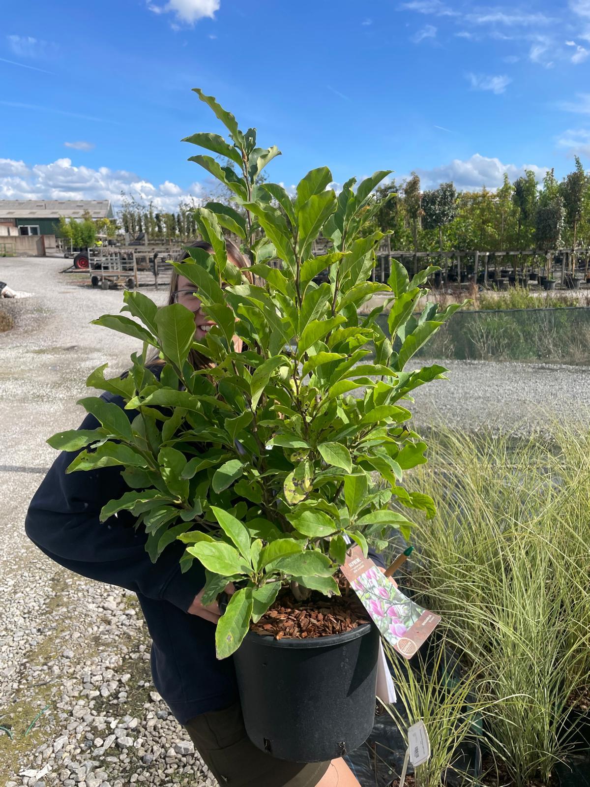 Magnolia Stellata 7.5 Litre Pot 40/60cm