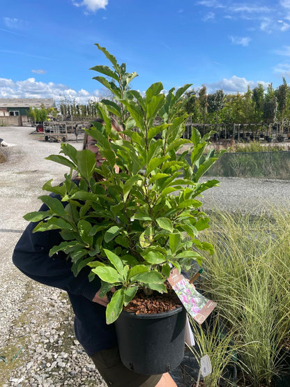 Magnolia Stellata 7.5 Litre Pot 40/60cm