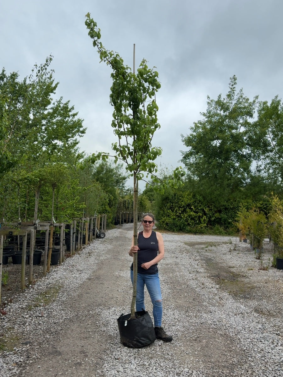 Pear Beurre Hardy 10/12cm Girth Pot Grown