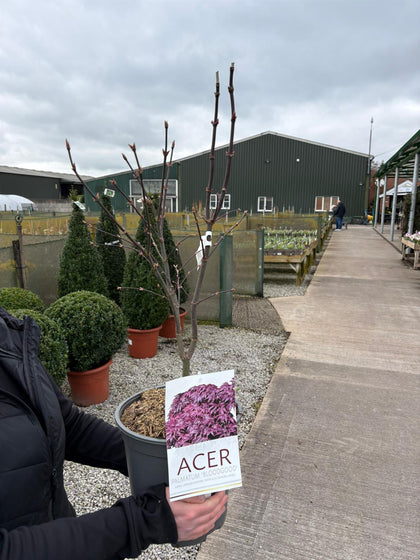 Acer Palmatum Bloodgood 6 Litre Pot