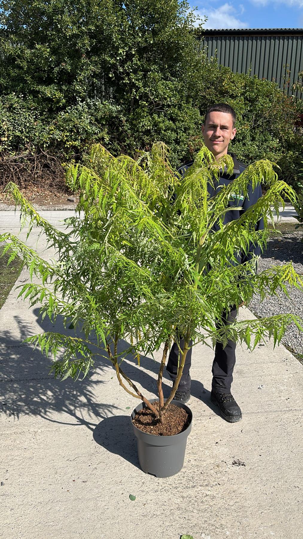 Rhus typ. Tiger Eyes 12 Litre Pot 80/100cm