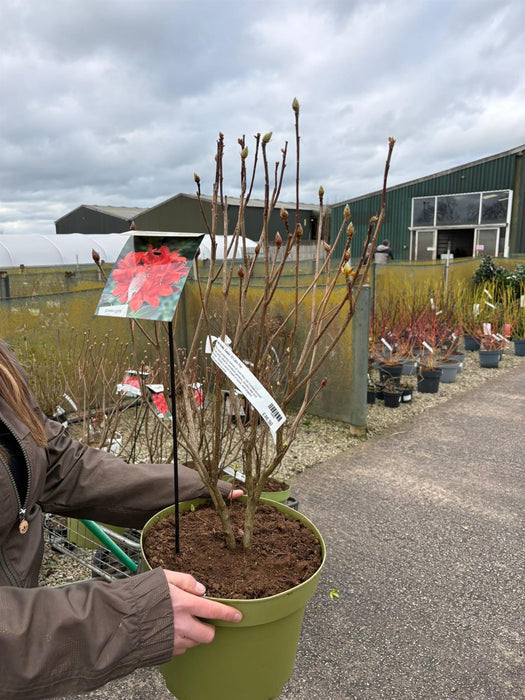 Azalea Mollis Satan 10 Litre Pot