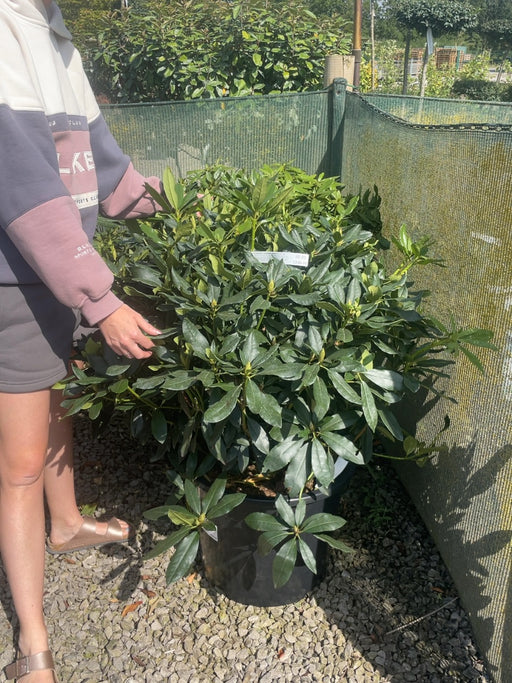 Rhododendron Hyb Madame Masson 40 Litre Pot