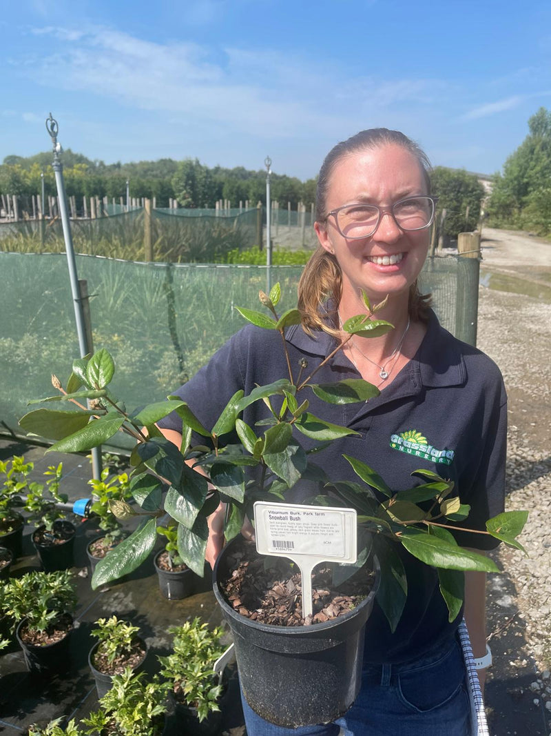 Viburnum Burk. Park Farm 3 Litre Pot