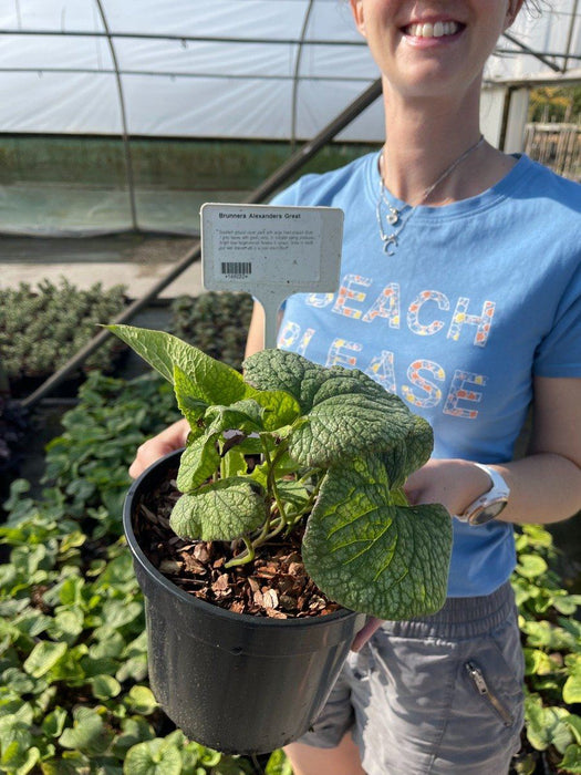 Brunnera Alexanders Great 3 Litre Pot