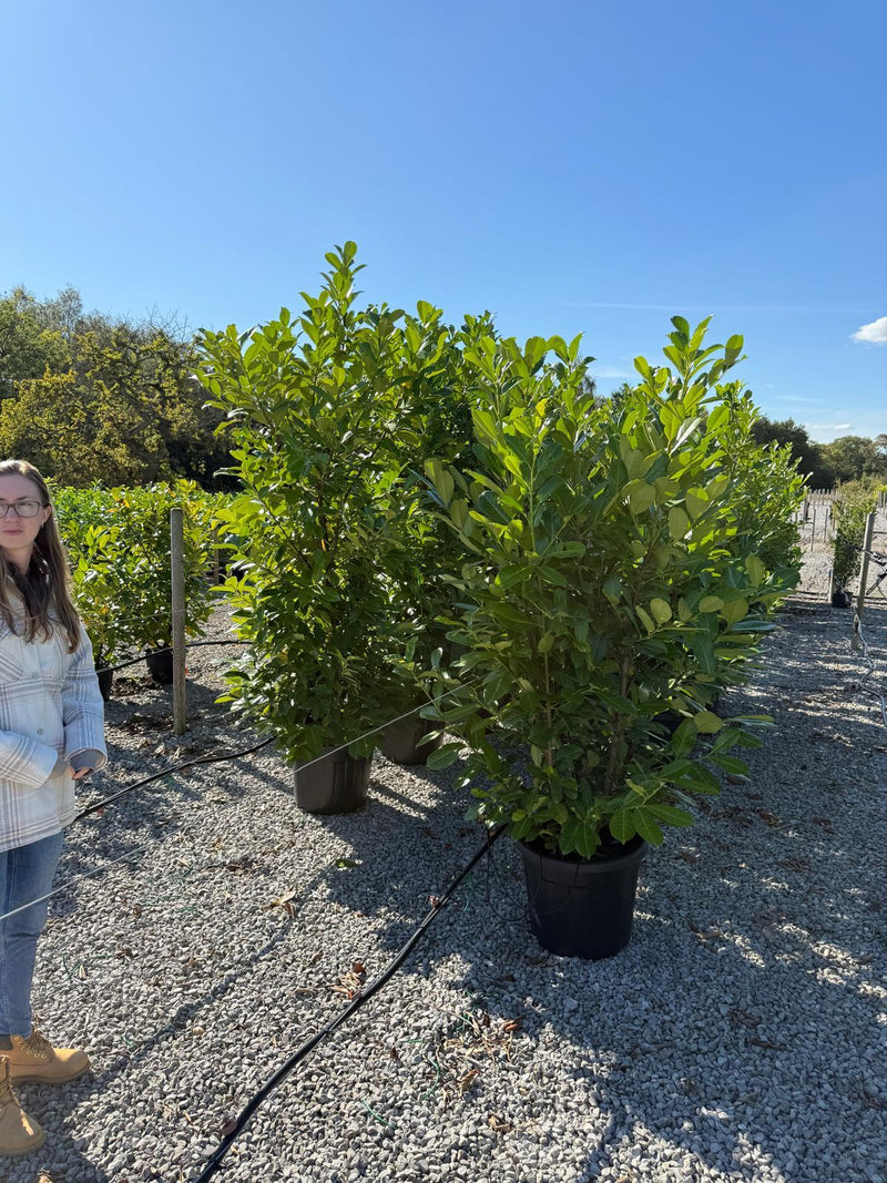 Cherry Laurel Hedging 45 Litre Pot 180/200cm
