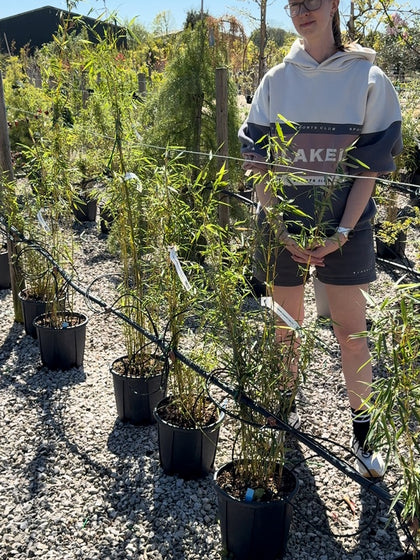Bamboo Fargesia Robusta Campbell 9 Litre Pot