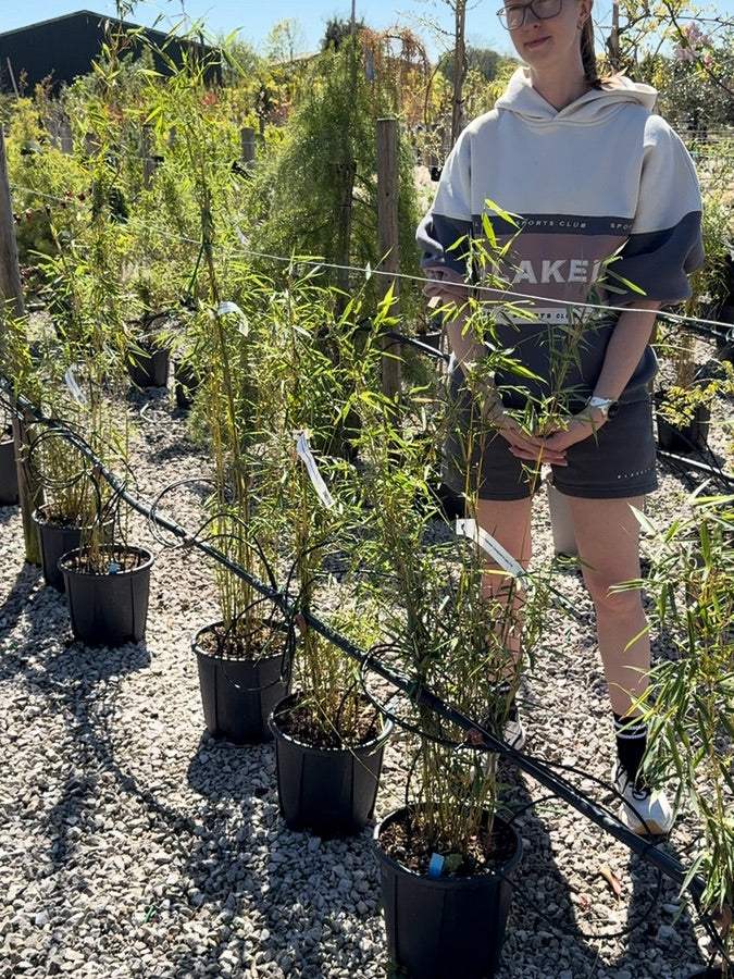Bamboo Fargesia Robusta Campbell 9 Litre Pot