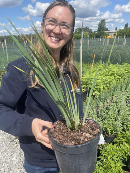 Iris sibirica Cote d'Azur 3 Litre Pot