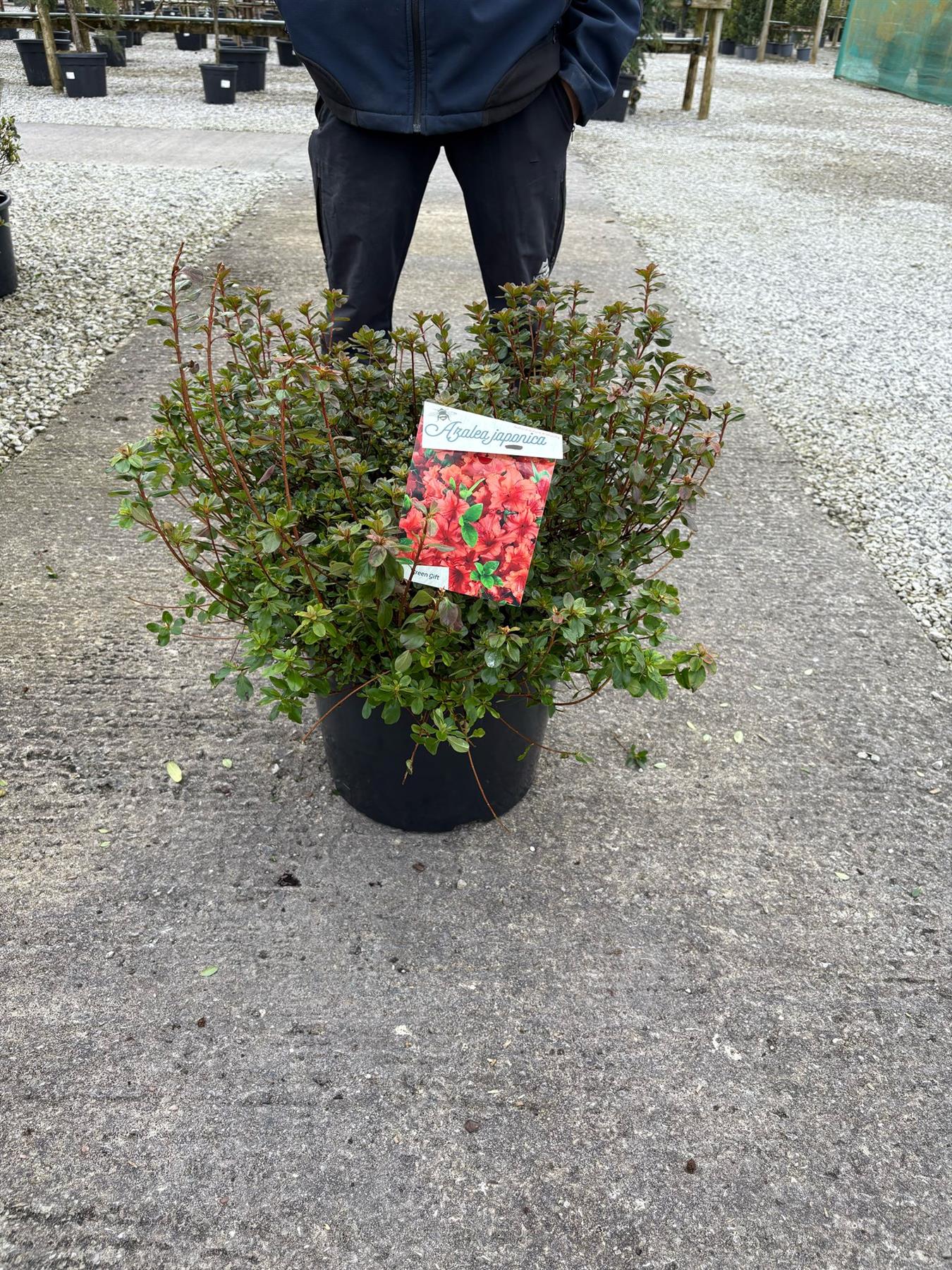Azalea Japonica Orange Beauty 30 Litre Pot — Grasslands Nursery