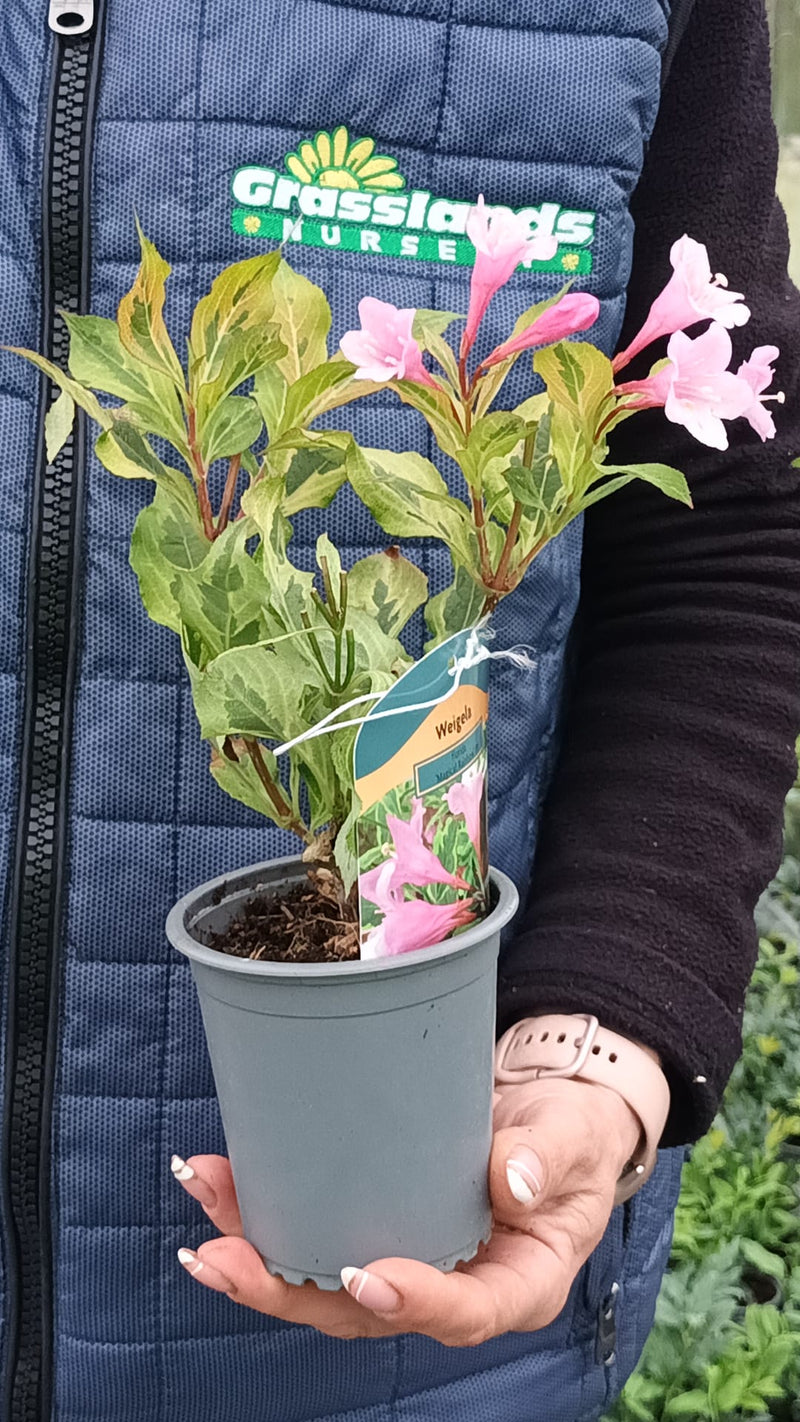 Weigela Magical Rainbow 9cm Pot