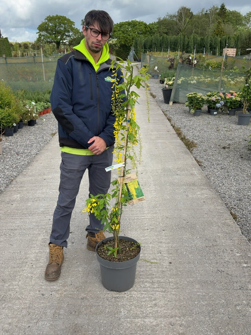 Laburnum wat. Vossii 12 Litre Pot