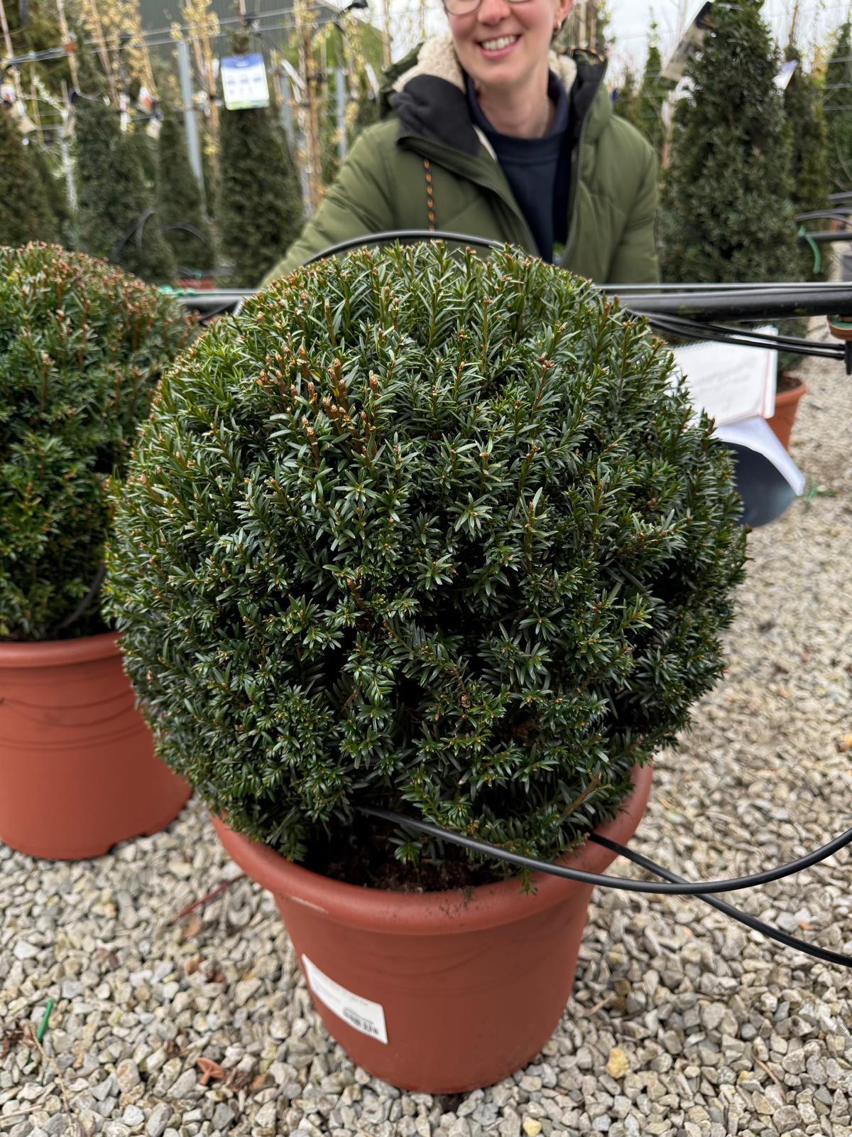 Yew Ball 40cm 12 Litre Pot