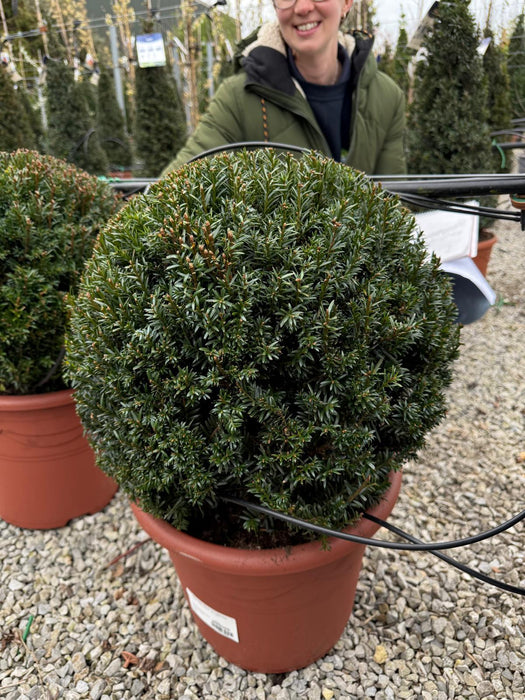 Yew Ball 40cm 12 Litre Pot