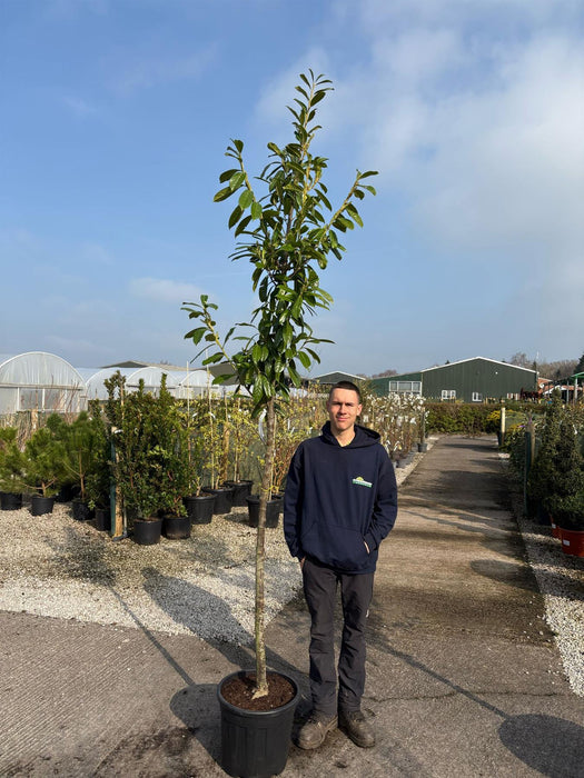 Prunus laur. Novita 3/4 S 8/10cm Girth 150cm Stem