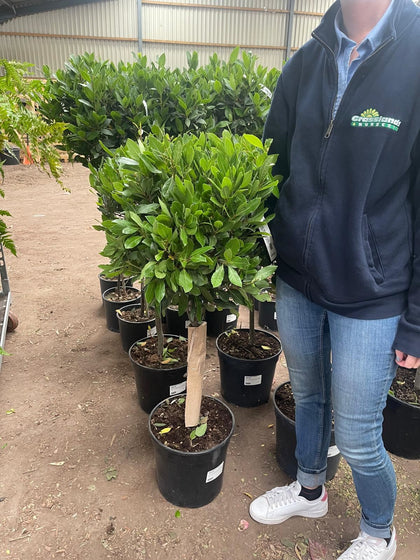 Laurus Nobilis 1/4 Standard 50 Stem 35-40 cm Head