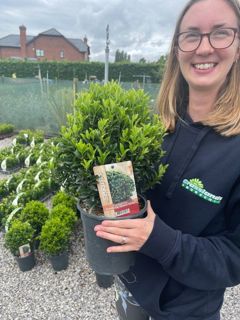 Euonymus Jap. Green Spire Ball 2 Litre Pot 20cm