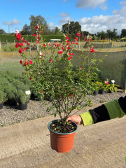 Salvia Hot Lips 2 Litre Pot