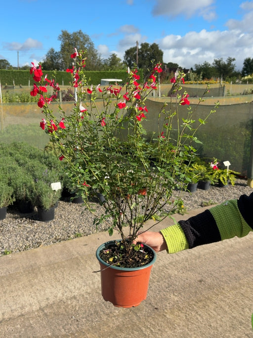 Salvia Hot Lips 2 Litre Pot