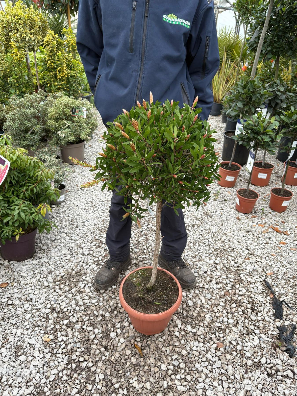 Callistemon Splendens Quarter Standard 15 Litre Pot