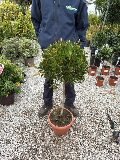 Callistemon Splendens Quarter Standard 15 Litre Pot
