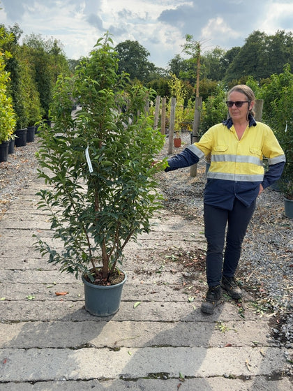 Portuguese Laurel Hedging Myrtifolia 15 Litre Pot 125-140cm