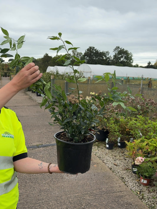 Sarcococca Confusa 5 Litre Pot