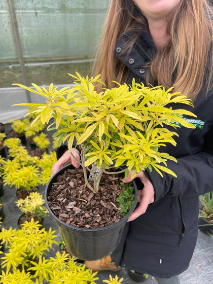 Choisya Goldfingers 3 Litre Pot