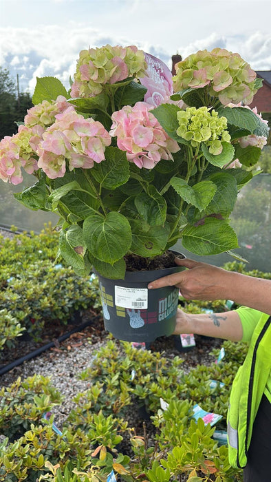 Hydrangea Mac. Soft Pink Salsa 5 Litre Pot