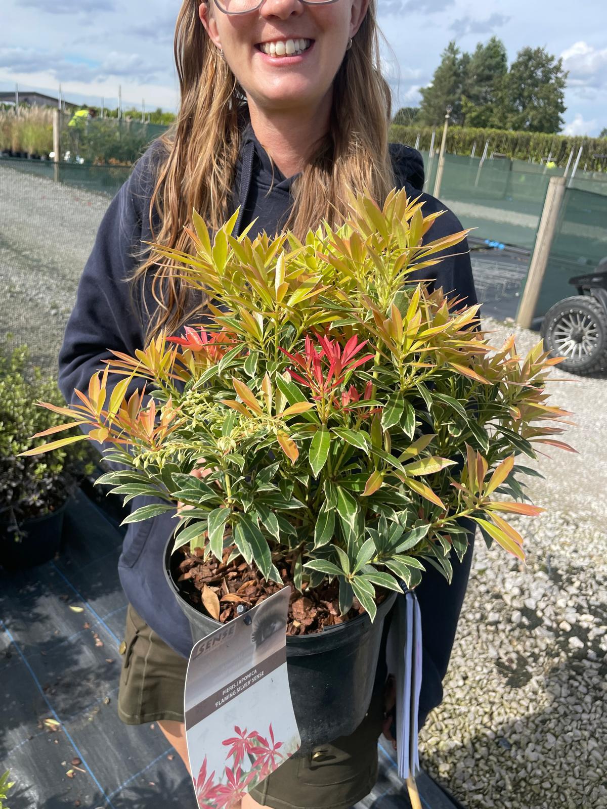m*i様 【ゴールド】SYKIA Rainy Day Branches Pier Pieris Japonica Flaming Silver 4.5 Litre Pot — Grasslands Nursery
