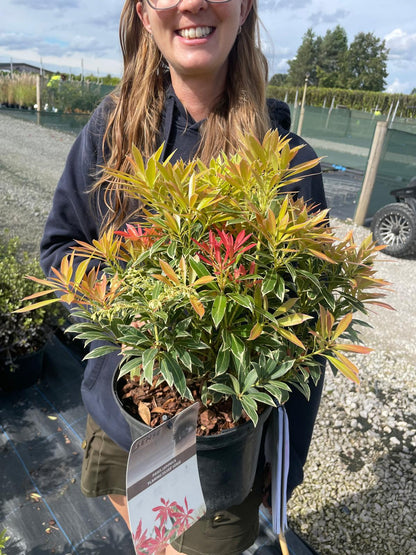 Pieris Japonica Flaming Silver 4.5 Litre Pot