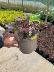 Rodgersia Bronze Peacock 2 Litre Pot