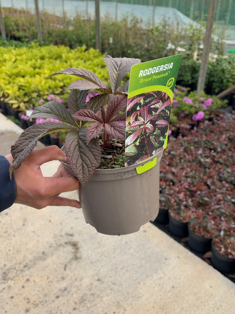 Rodgersia Bronze Peacock 2 Litre Pot
