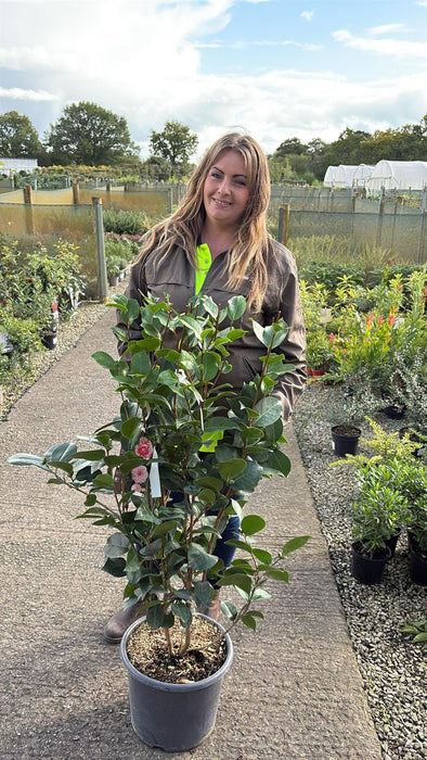 Camellia Japonica Traverso 15 Litre Pot