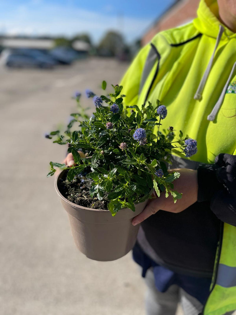 Ceanothus Blue Diamond 3 Litre Pot