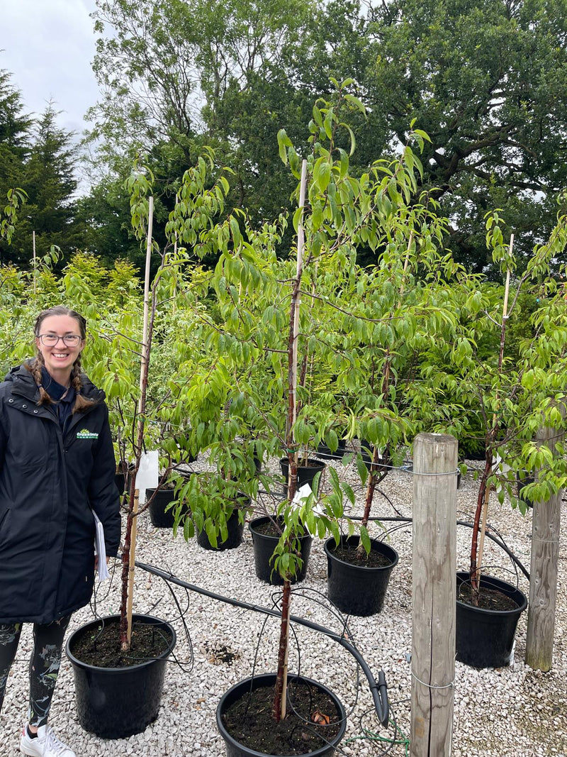 Prunus Serrula Amber Scots 30 Litre Pot